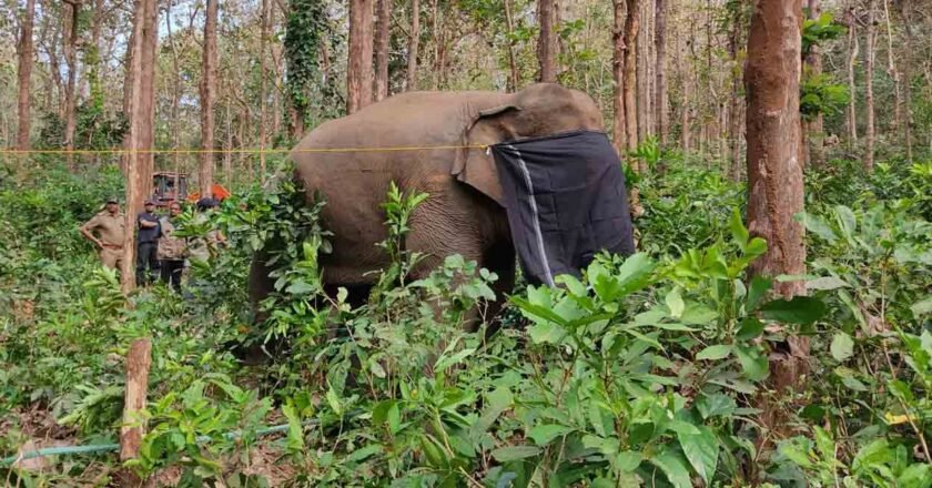 മയക്കുവെടി കിട്ടിയപ്പോള്‍ തന്നെ അടങ്ങി പി ടി സെവന്‍; പിന്നെ കുറുമ്പുകളൊന്നുമില്ലാതെ കീഴടങ്ങി, ധോണി എന്ന് പേരിട്ട് വനം വകുപ്പും, ഏഴുമാസമായി പ്രദേശത്തെ ഉറക്കം കെടുത്തിയ കൊമ്പനെ പിടികൂടുമ്പോള്‍ നാട്ടുകാരും ആശ്വാസത്തില്‍ ആയി, ഇനി പി ടി സെവന് നല്ല നടപ്പ്….