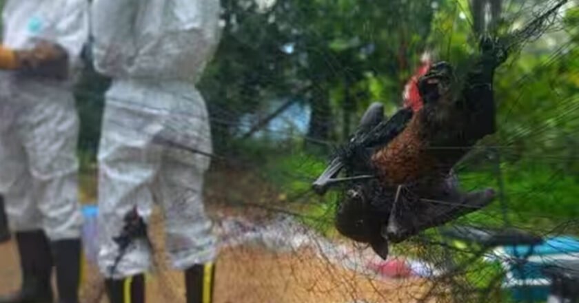 നിപ : വിദ്യാഭ്യാസ സ്ഥാപനങ്ങൾക്ക് 16ന് അവധി Nipah virus