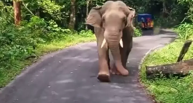 ഉല്ലാസയാത്രയ്ക്ക് എത്തിയ മലപ്പുറം കളക്ടർ വി ആര്‍ പ്രേനാഥിനെയും സംഘത്തെയും തടഞ്ഞ് കബാലി Kabali comes to road again