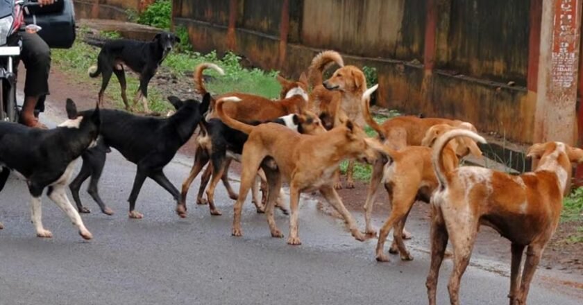 ഉള്ള്യേരിയില്‍ തെരുവുനായ്ക്കളുടെ ആക്രമണം