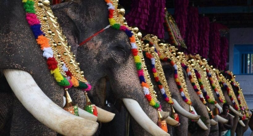 മതപരമായ ചടങ്ങുകള്‍ക്ക് മാത്രമേ ആനകളെ ഉപയോഗിക്കാവൂവെന്ന് ഹൈക്കോടതിയില്‍ അമിക്കസ് ക്യൂറി റിപ്പോര്‍ട്ട്